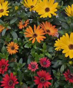 Alternative view of Spansk margeritt