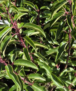 Portugisisk laurbærhegg