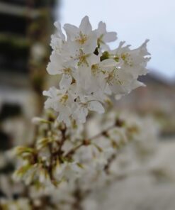 Prunus incisa 'Brilliant'
