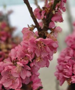 Prunus persica 'Bonanza'