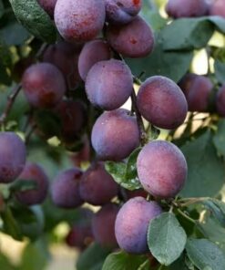Prunus domestica 'Reine C. D'Oullins'