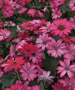 Alternative view of Senetti