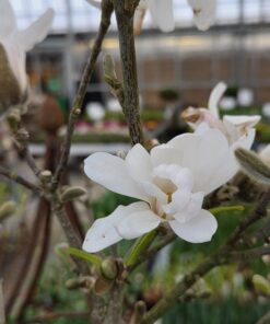 Magnolia stellata