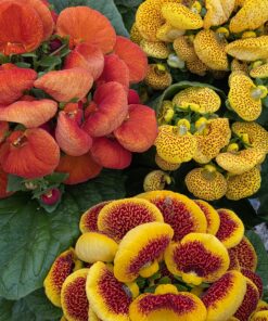 Calceolaria