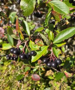 Alternative view of Svartsurbær - Aronia melanocarpa