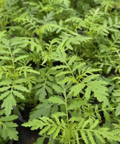 TAGETES TENUIFOLIA