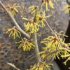 Hamamelis virginiana