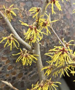 Hamamelis virginiana