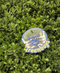 Hebe armstrongii Green Boys Kids®