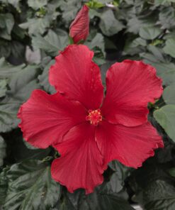 HIBISCUS ROSA SINENSIS