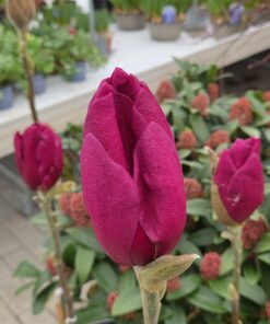 Alternative view of Magnolia