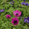 Anemone coronaria