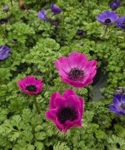 Anemone coronaria