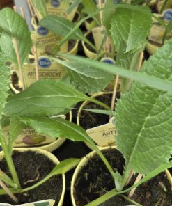 Cynara scolymus