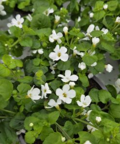 BACOPA CAROLINIANA