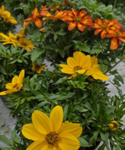 Bidens ferulifolia