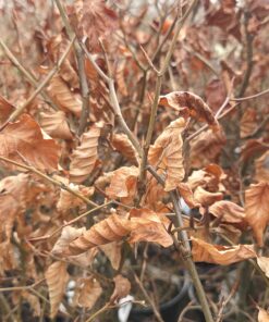 Alternative view of Bøk - Grønn