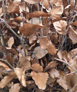 Alternative view of Blodbøk