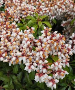Pieris japonica - Bilde 5