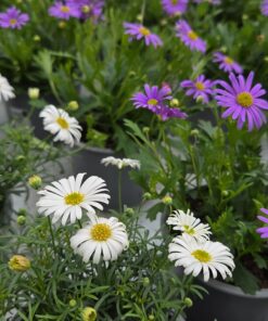 Brachyscome multifida