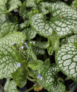 BRUNNERA macr. 'Jack Frost'®