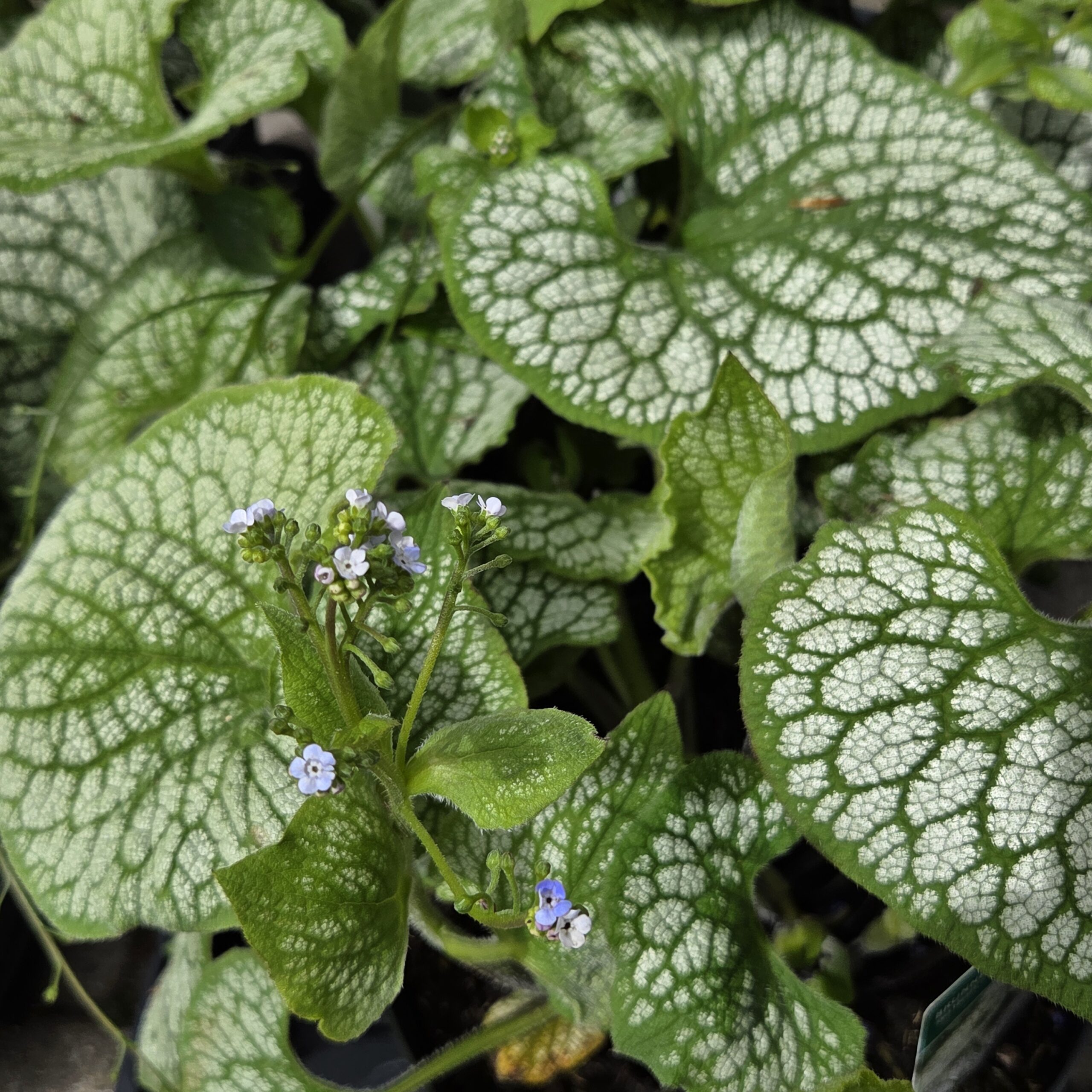 BRUNNERA macr. 'Jack Frost'®