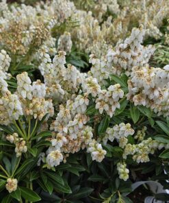 Pieris japonica - Bilde 6