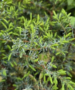 Juniperus communis 'Meyer'