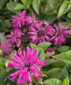 Alternative view of Etasjeblomst - MONARDA didyma
