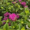 Etasjeblomst - MONARDA didyma