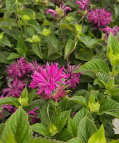 Etasjeblomst - MONARDA didyma