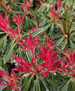 Alternative view of Pieris japonica