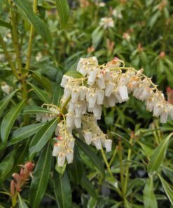 Pieris japonica - Bilde 3