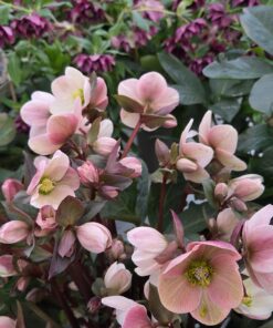 Helleborus