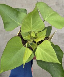 Ipomoea batatas 'Erato'