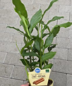 Elettaria cardamomum