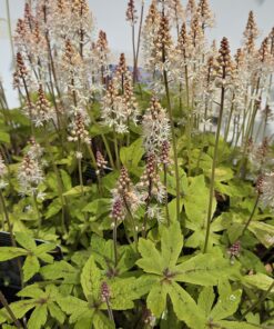 TIARELLA cor. 'Spring Symphony'®