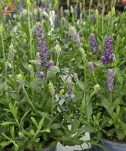 LAVANDULA ANGUSTIFOLIA 'HIDCOTE BLUE'