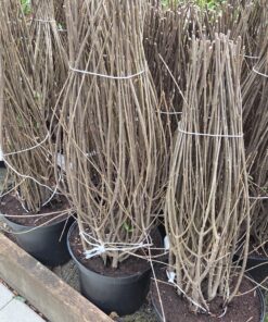 Alternative view of Liguster