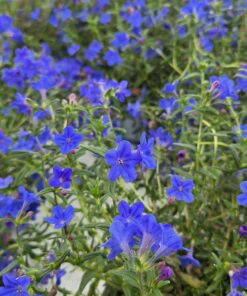 LITHODORA diffusa 'Lapis Lazuli'