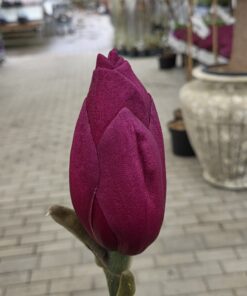 Magnolia - Bilde 3