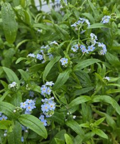 MYOSOTIS SYLVATICA
