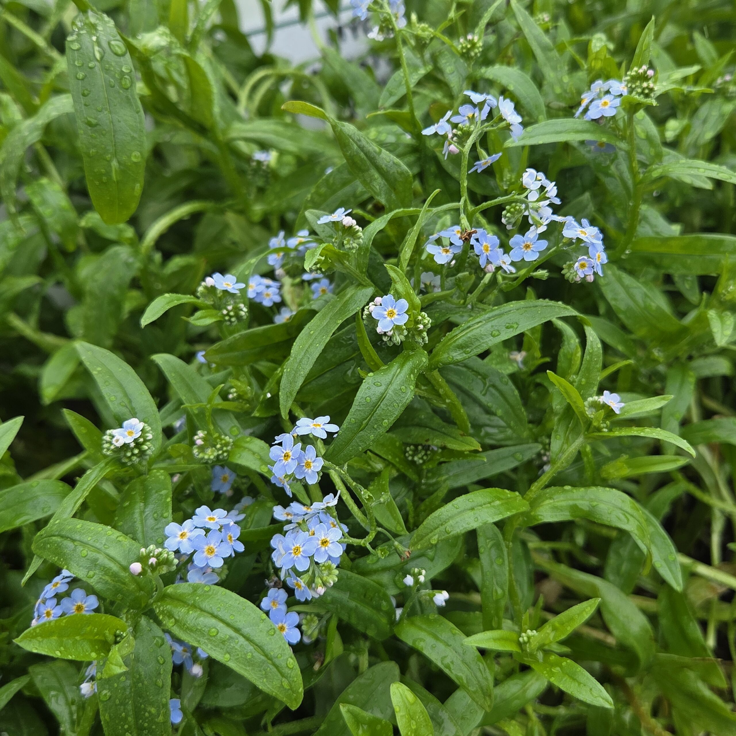 MYOSOTIS SYLVATICA
