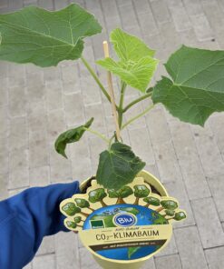 Paulownia tomentosa 'NordMax21'