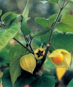 PHYSALIS PRUINOSA