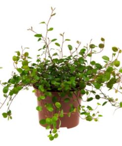 Muehlenbeckia complexa