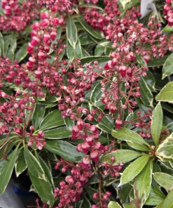 Pieris japonica - Bilde 4