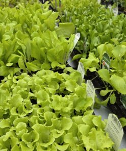 LACTUCA SATIVA SALAT