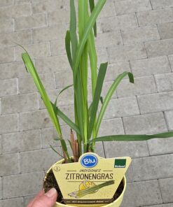 Cymbopogon citratus