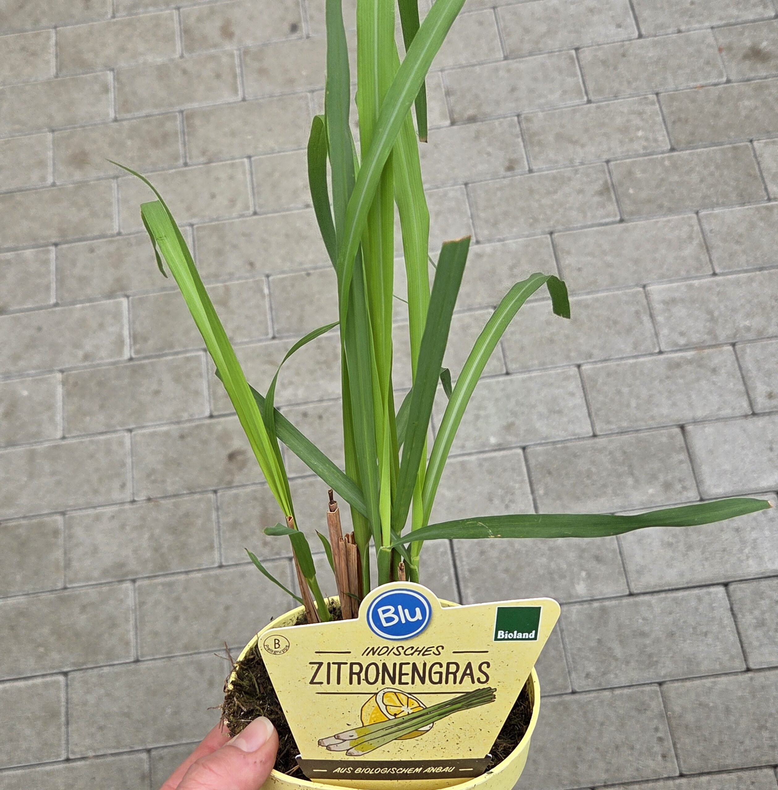 Cymbopogon citratus